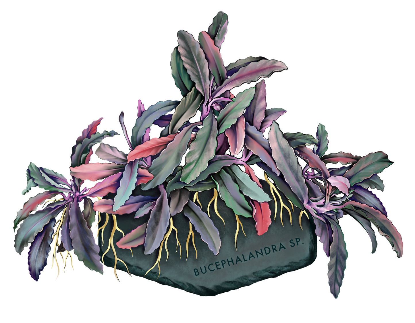 AquaOwner Plant Art Set