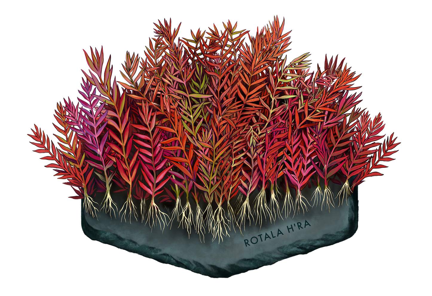 AquaOwner Plant Art Set