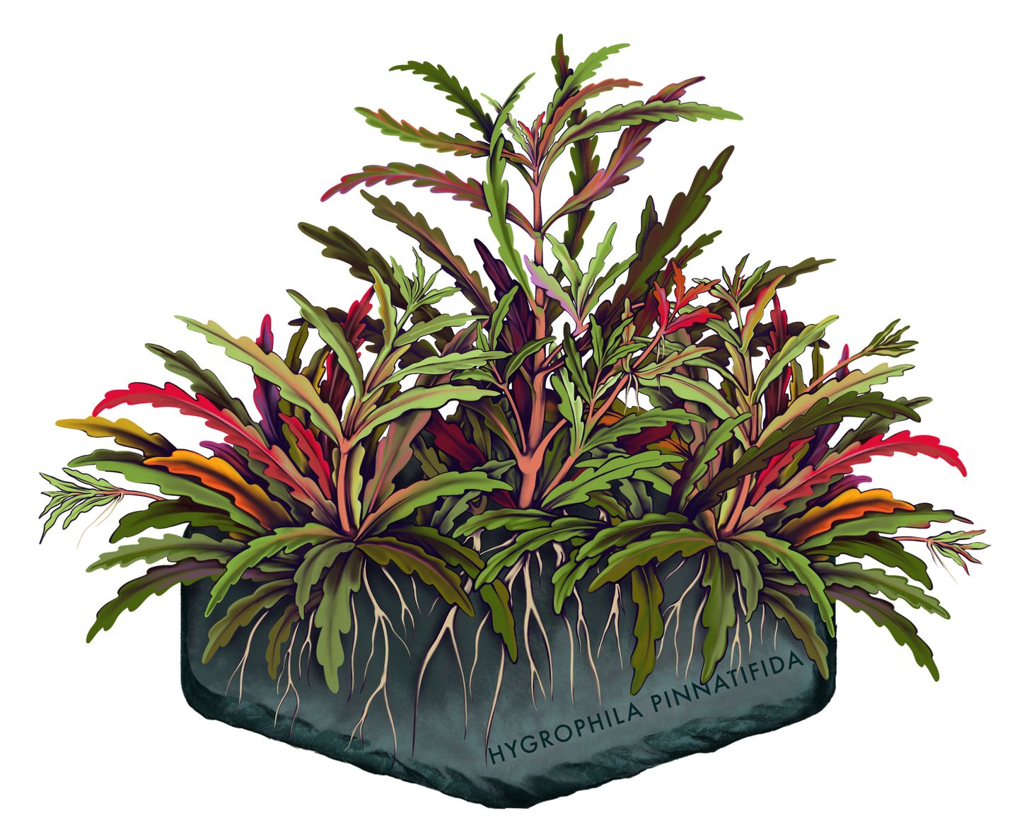 AquaOwner Plant Art Set