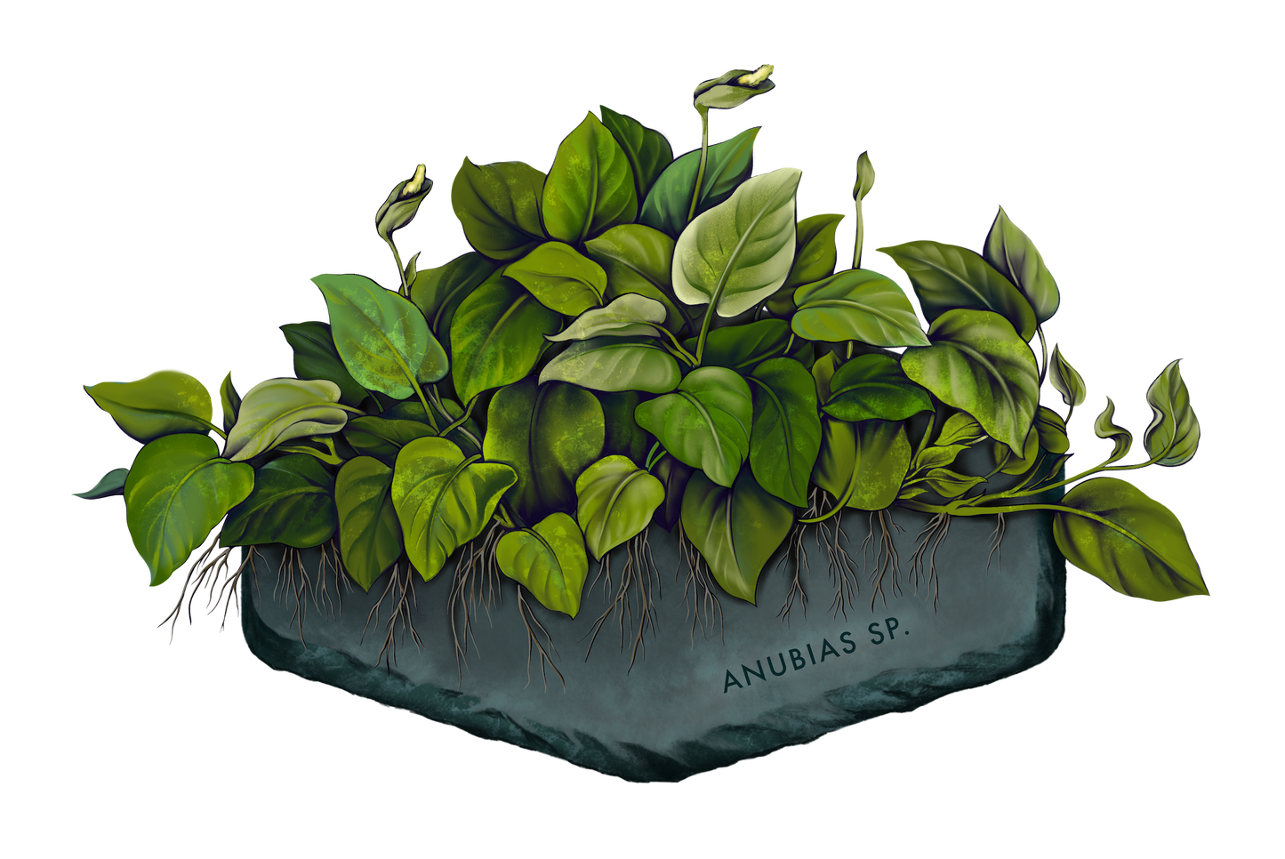 AquaOwner Plant Art Set